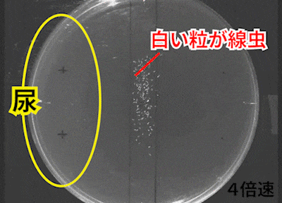 健常者の尿の場合