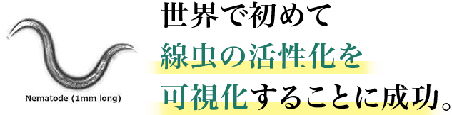 世界で初めて線虫の活性化を可視化することに成功。